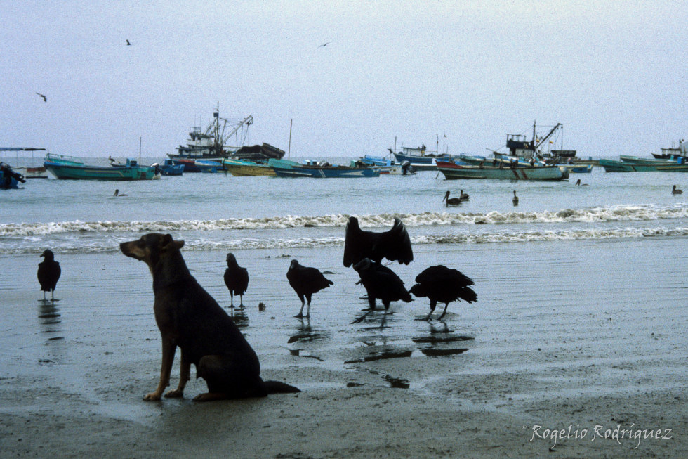 Imagen 24 de la galería de Ecuador
